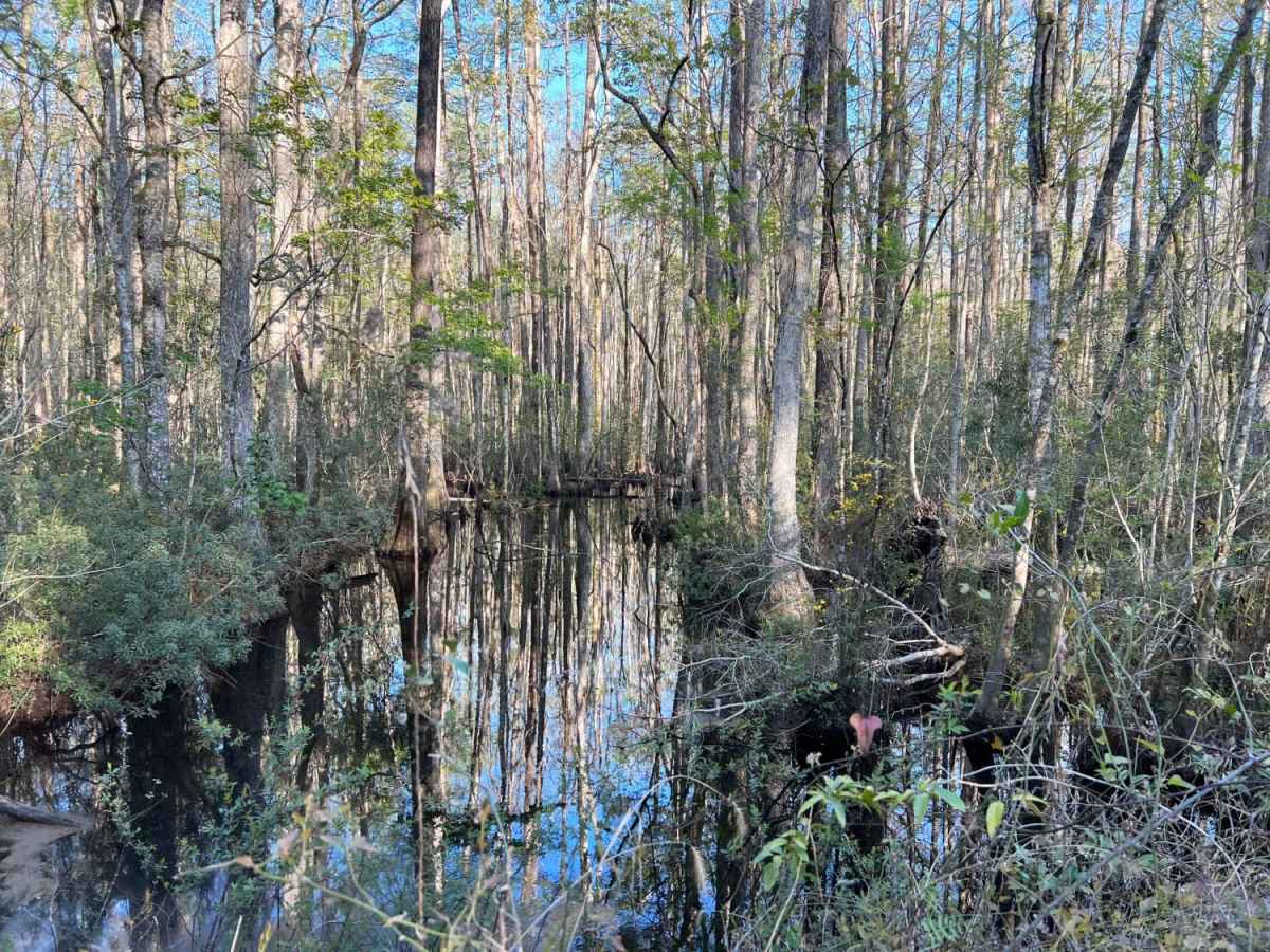 Mill Branch photo 2