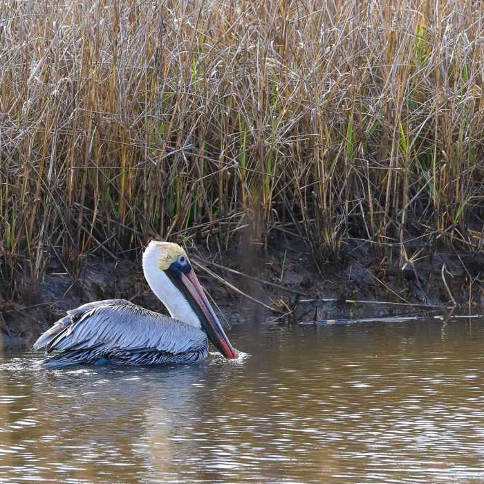 Near Blue Goose Nature Trail Near Blue Goose Nature Trail