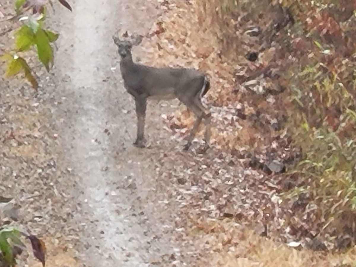 White Oak trail photo