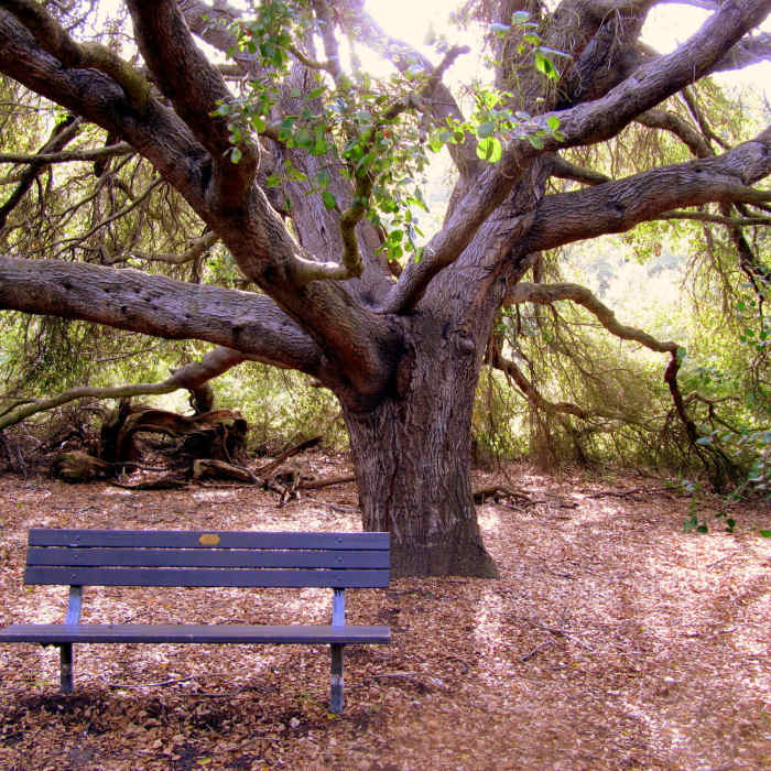 Cool rest stop. Near Aliso Wood Canyon 20-Mile Loop
