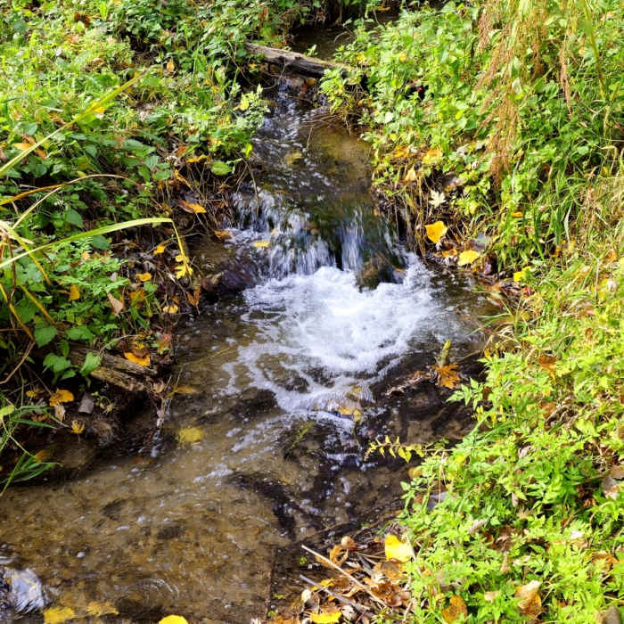 Near Bass Ponds Trail