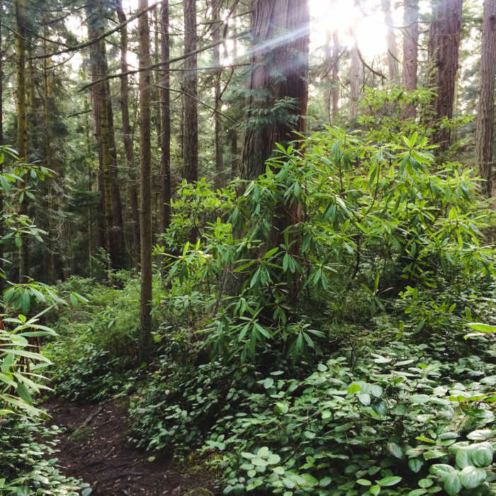 Near Lower Forest Trail