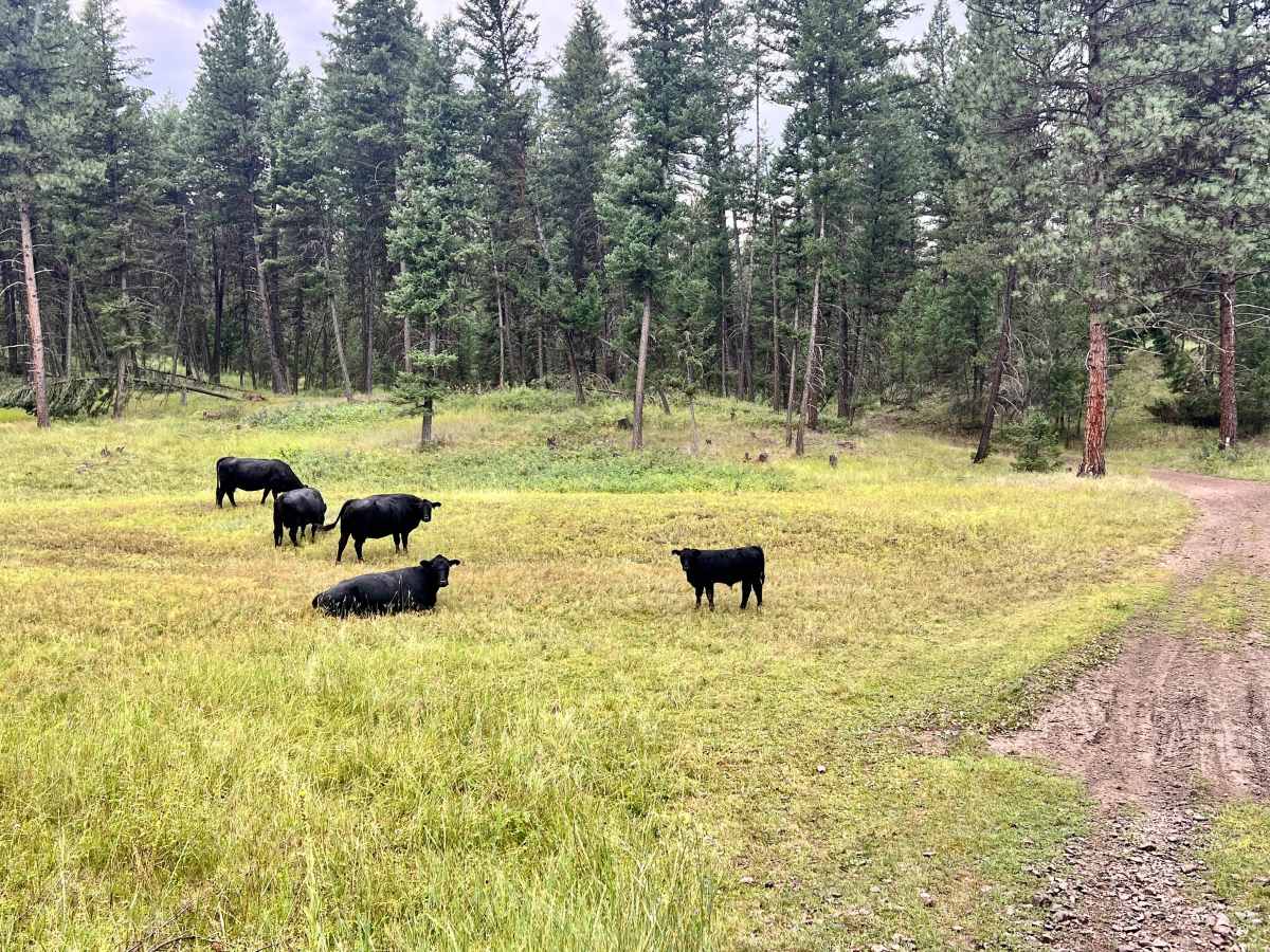 Loon Lake Meadows photo 4