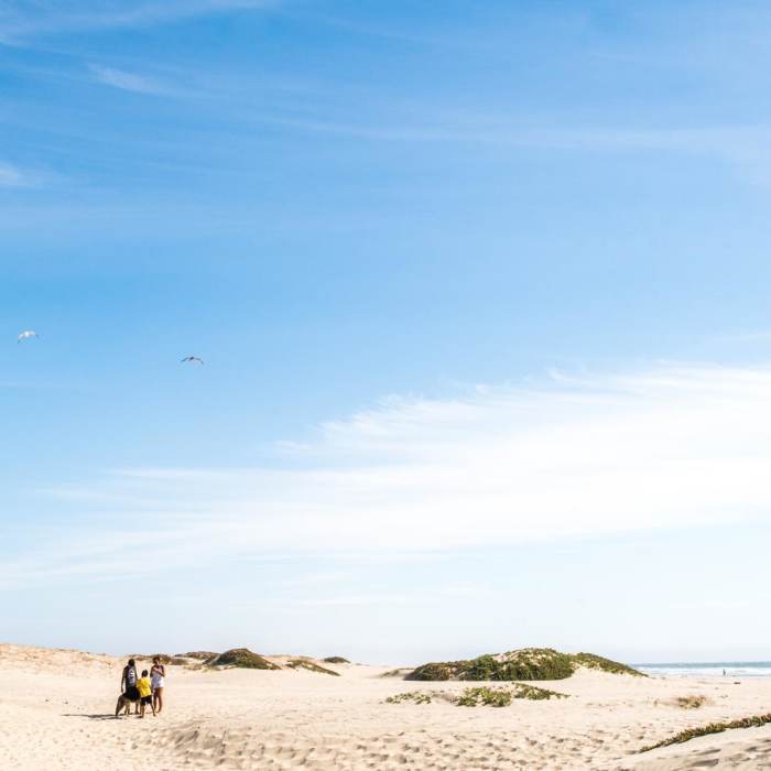 Near Monarch Butterfly Grove + Meadow Creek Trail