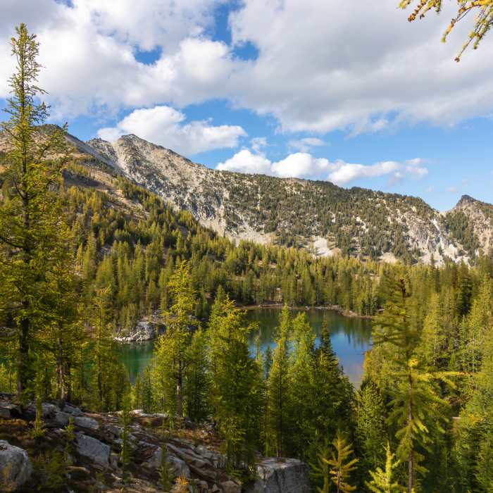 Near Cooney Lake Trail #434