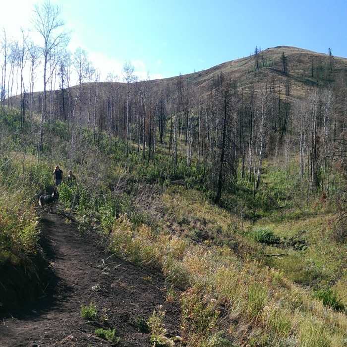 Ample evidence of the 2013 fire Near Imperial Gulch