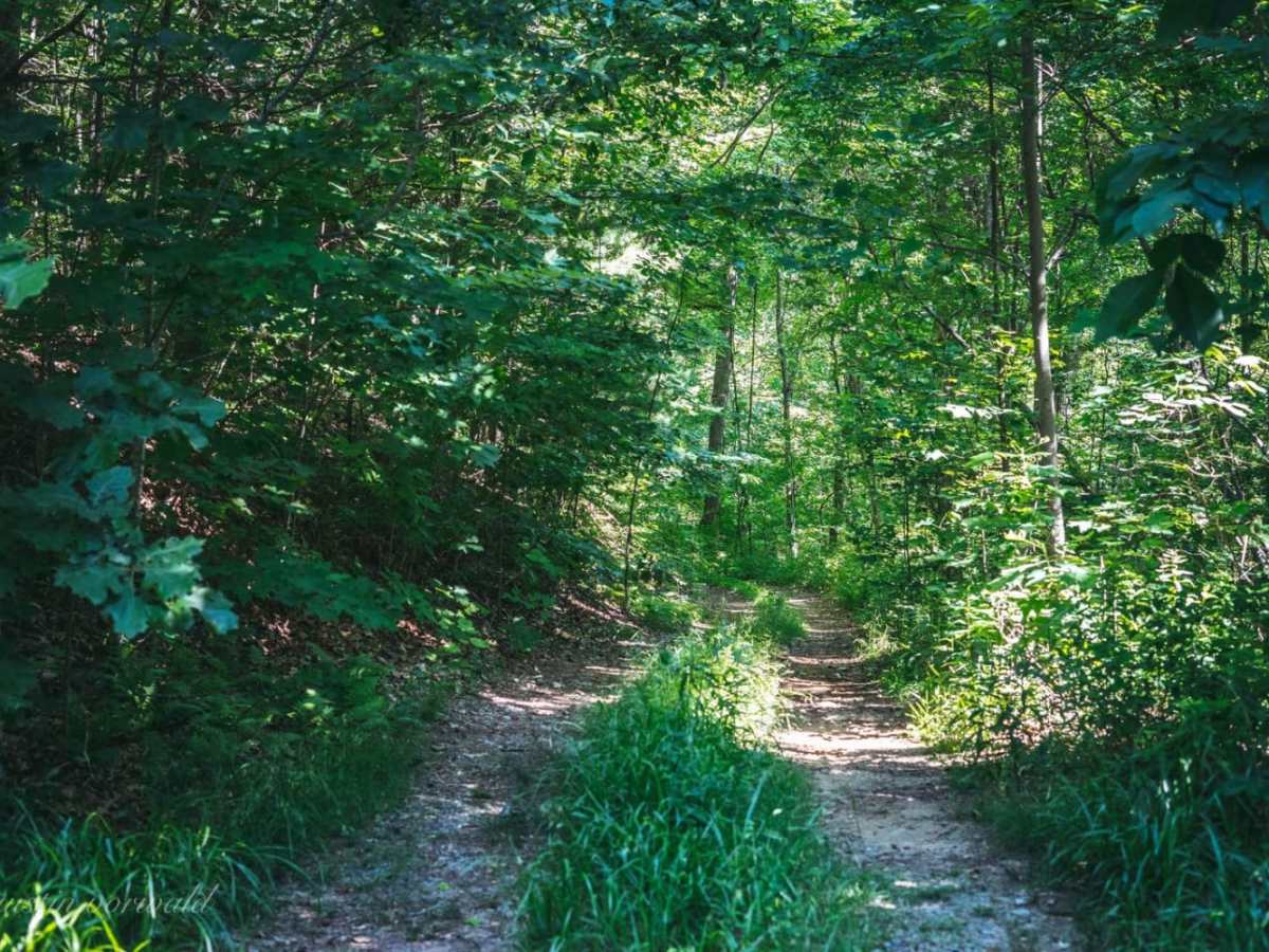 Bush Head Gap Road photo 2