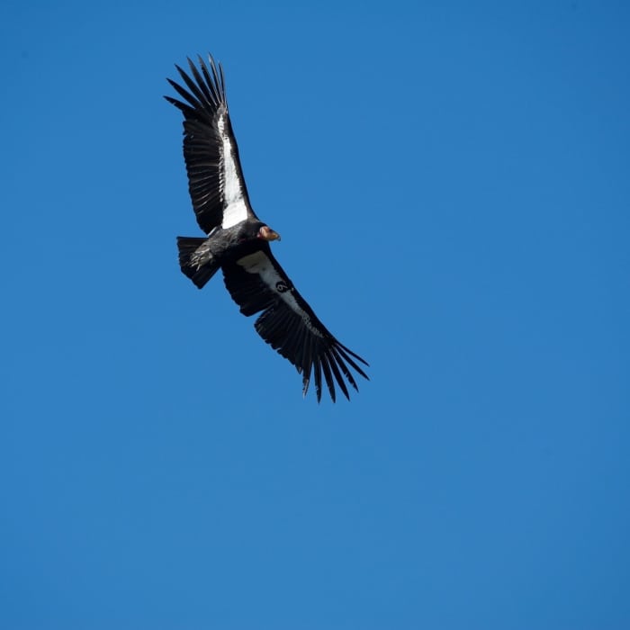 Condor 606 (Black 6) soars above the High Peaks. You can tell it is a condor by the white triangle under the wings instead of the all the feathers being white on the tips. Near Juniper Canyon Trail