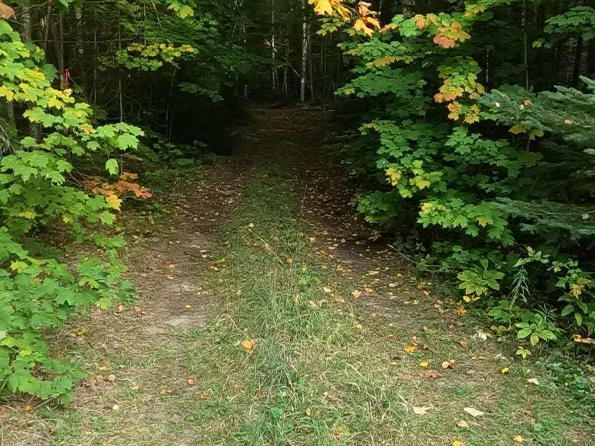 Brevoort West - FS 3782  trail photo