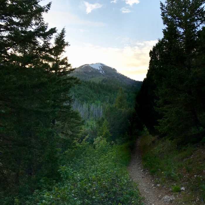 Near Old Jardine Juniper Trail
