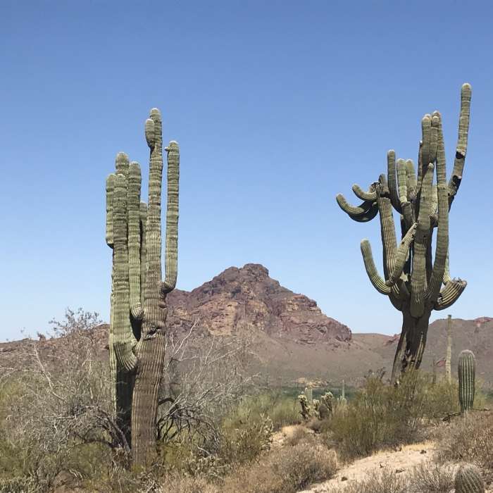 Some crazy Saguaros grow along the Maricopa Trail with Red Mountain in the background. Near Maricopa Trail - Pass Mountain Connector