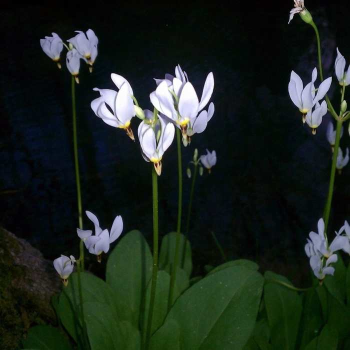 Shooting Star Near Iron Runner Trail