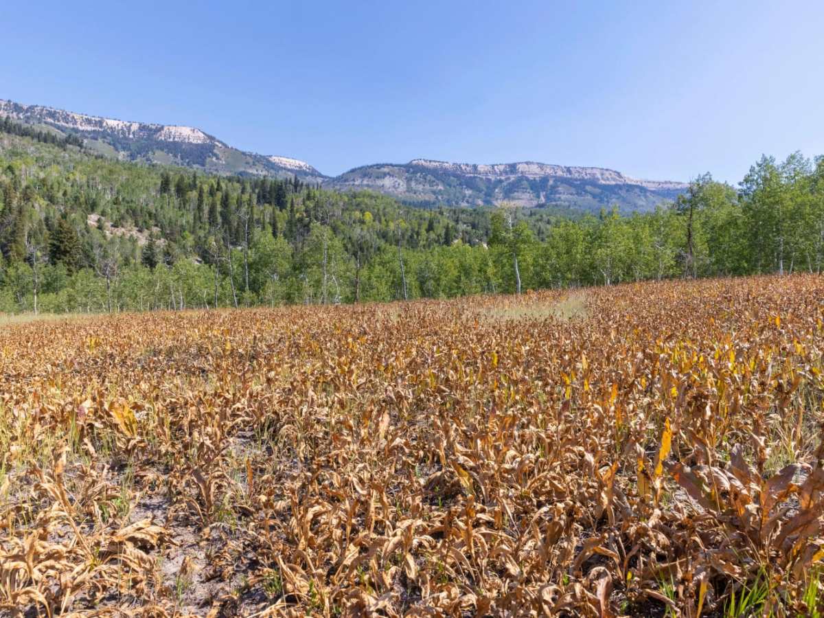 Pinchot to Cowboy Camp Trail trail photo