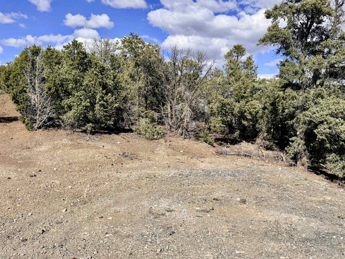 Quima - FS 44456 photo 6
