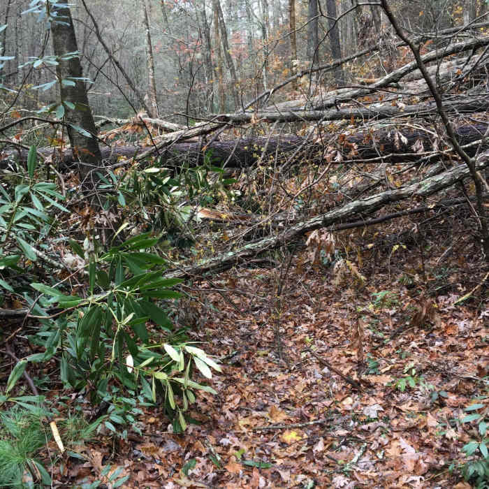 Near Possum Trail