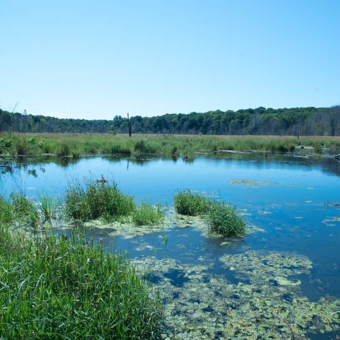 Near Maleski Homestead Trail