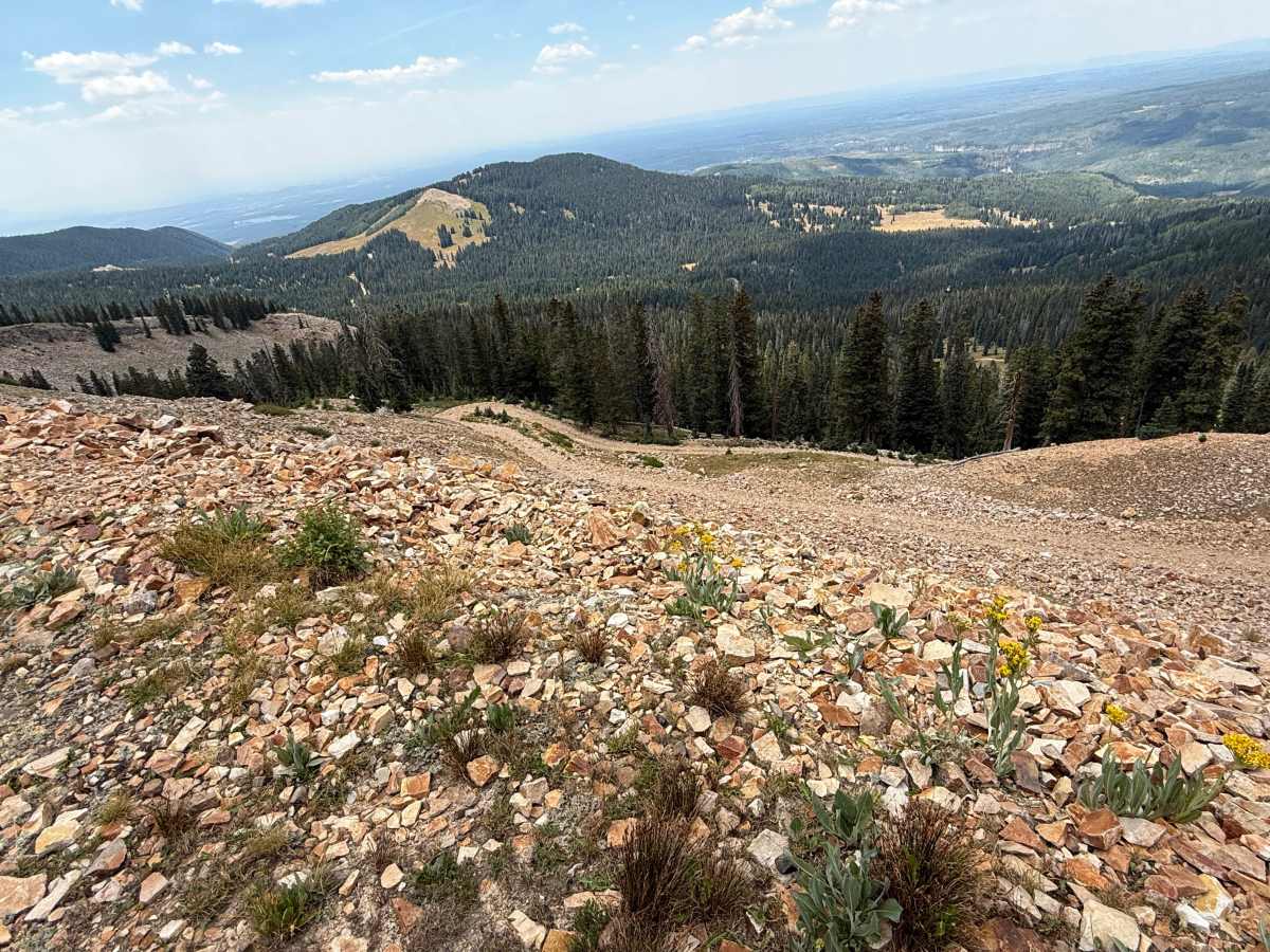 Forest Service Road 566 H photo 4