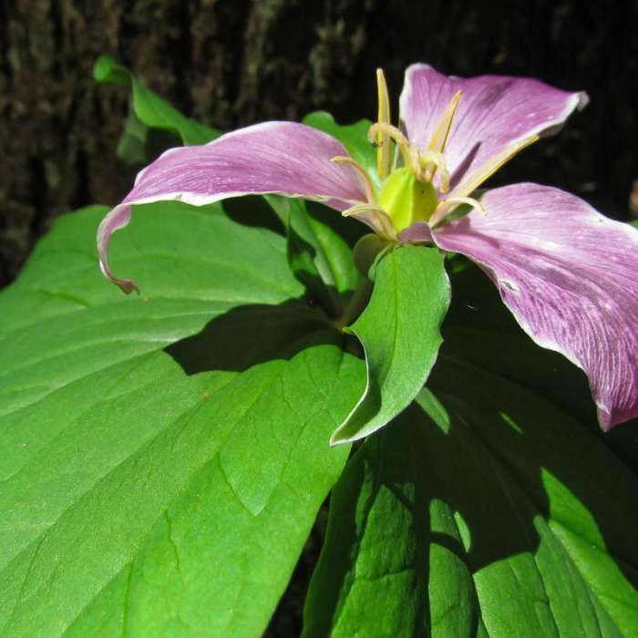 Near Heybrook Lookout