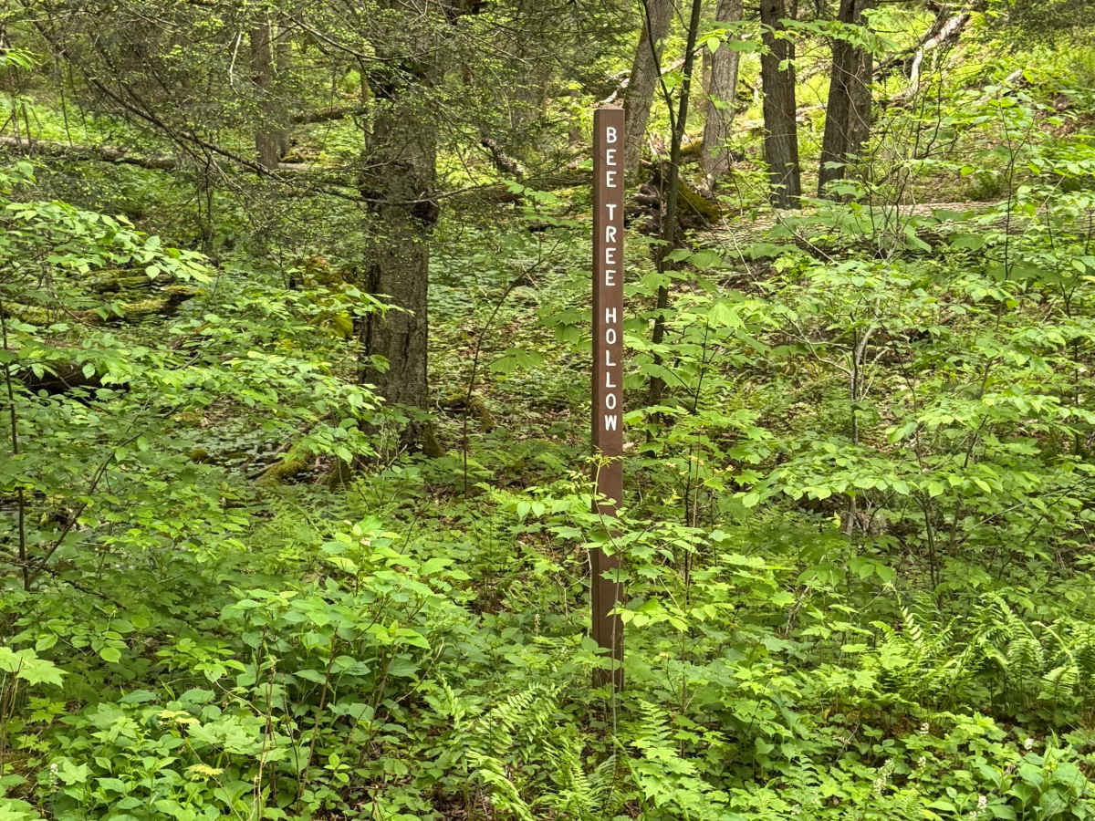 Left Branch Young Womans Creek Road photo 6