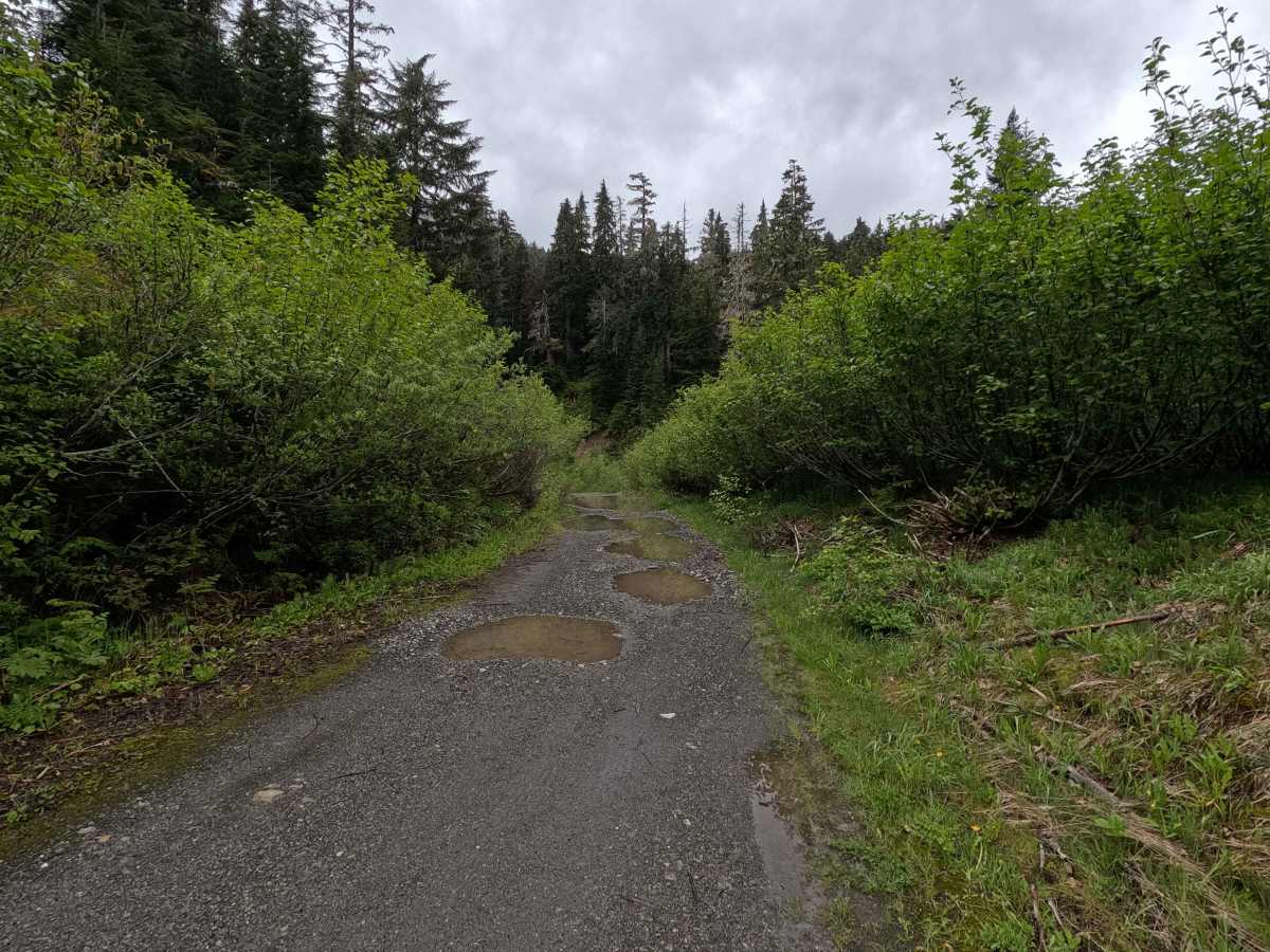 Bear Paw - FS 3170 photo 6