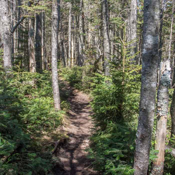 Near Mount Whiteface via Blueberry Ledge Trail Near Mount Whiteface via Blueberry Ledge Trail