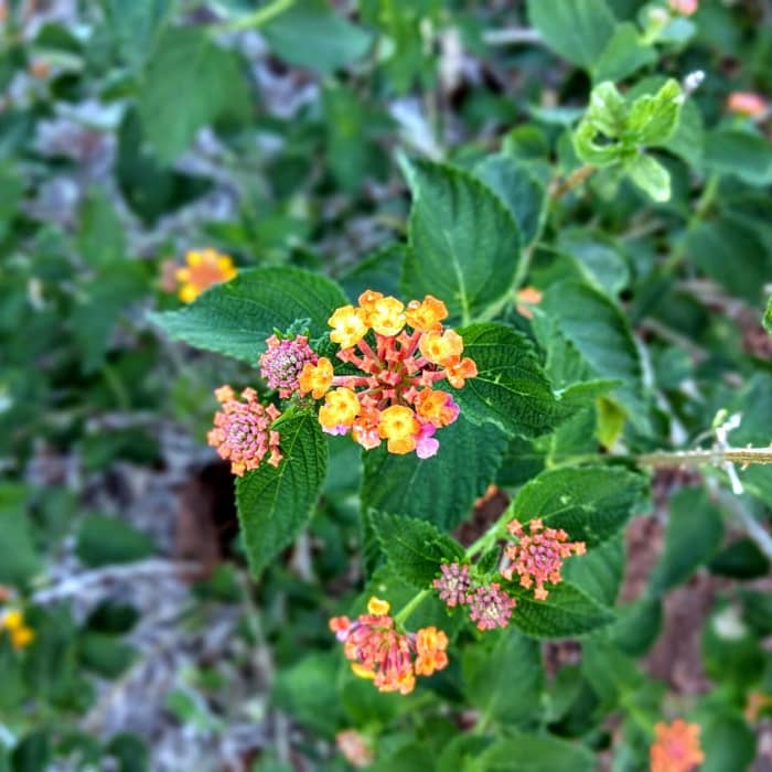 Near Pu'u Ola'i / Red Hill