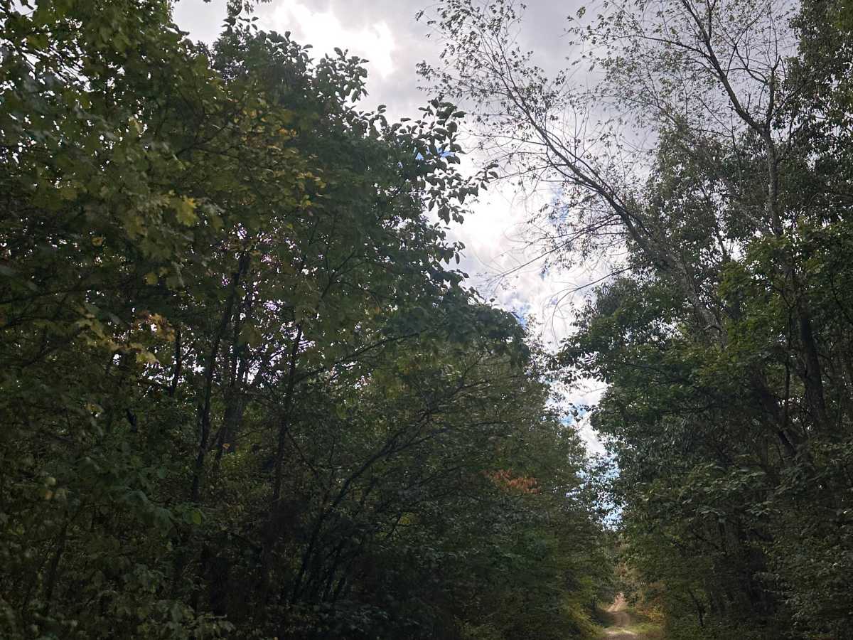 Big Mountain Trail photo 4