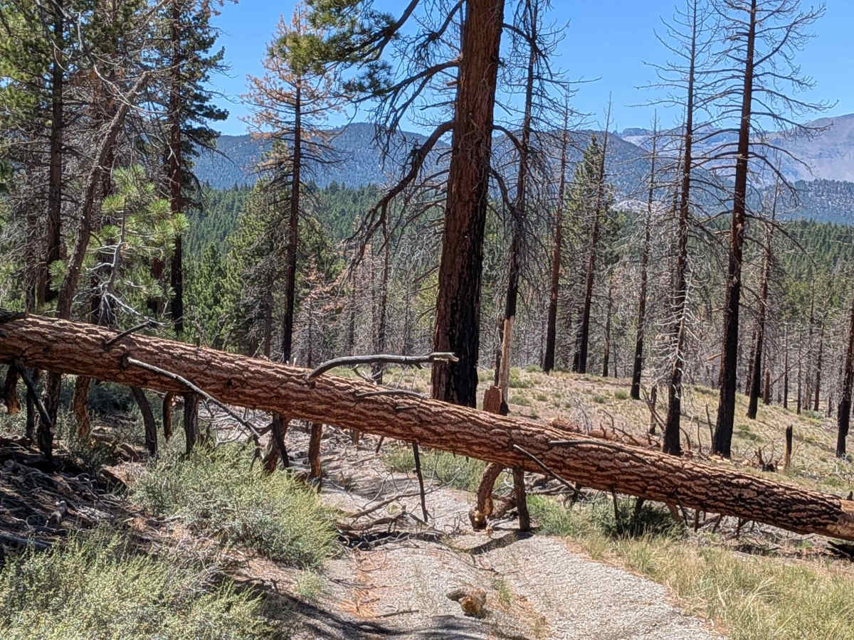 Forest Service Road 2S123 photo 2