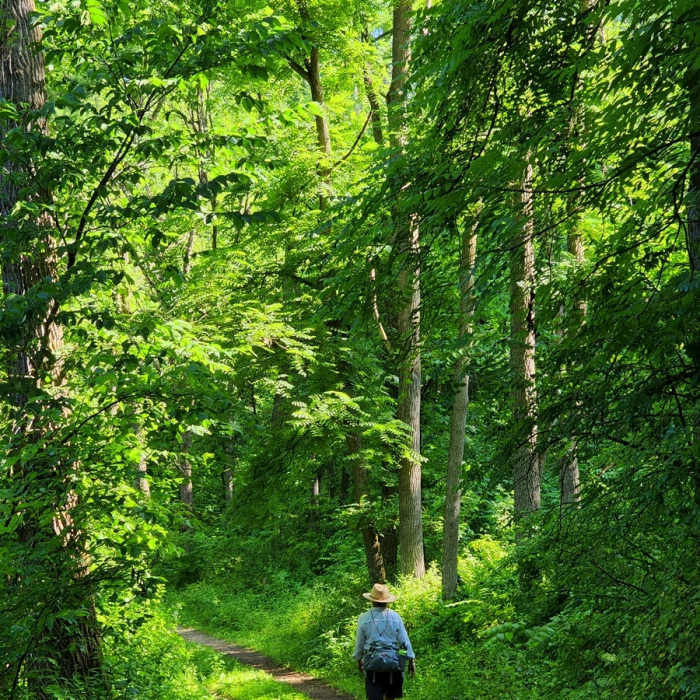 Along the Sykes Trail in midsummer. Near Walnut Trail
