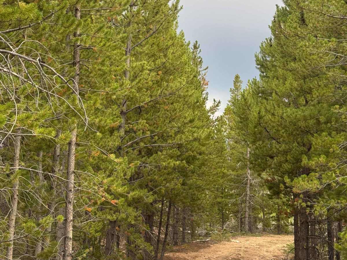 Bear Spur photo 5