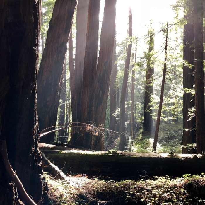 Near Butano Fire Road