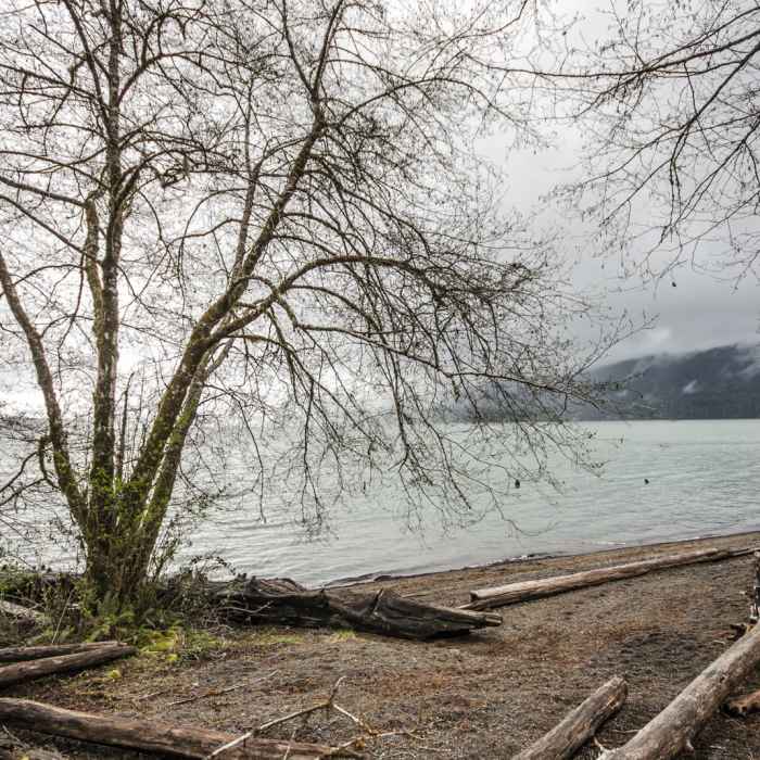 Near Quinault National Recreation Trail System, Cedar Loop