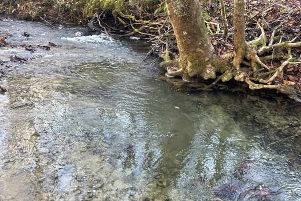 Beech Fork