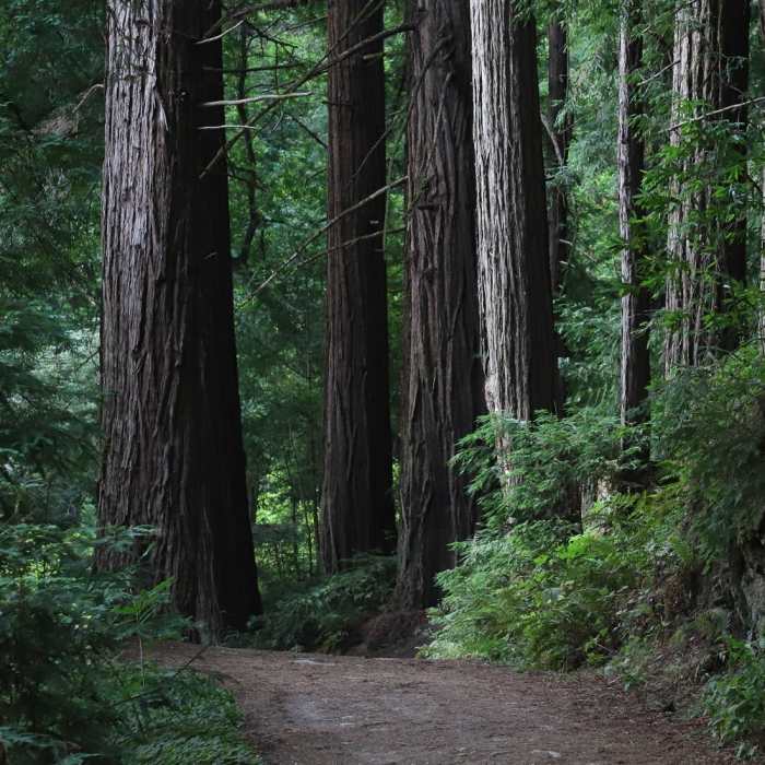 Near Skyline To The Sea Loop