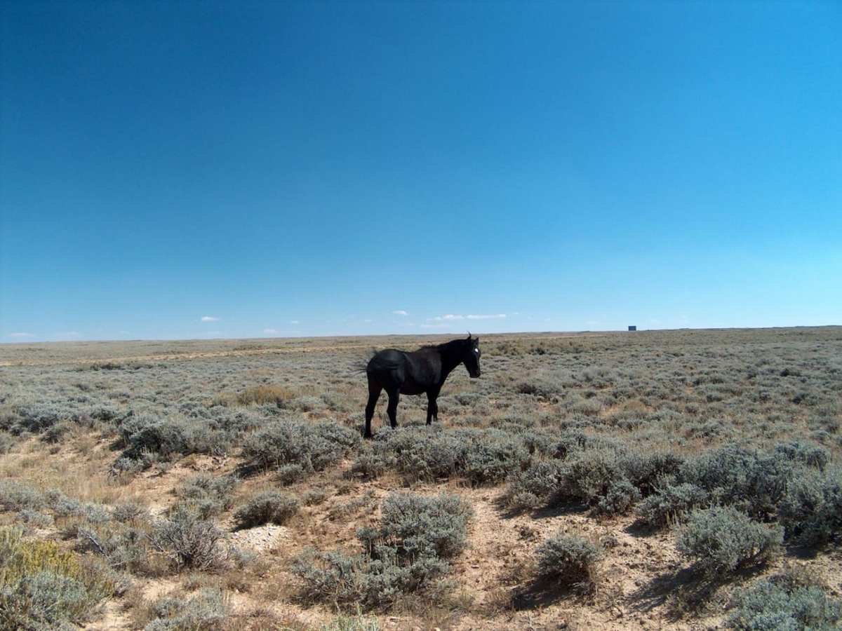 Pilot Butte Wild Horse Scenic Tour photo 2