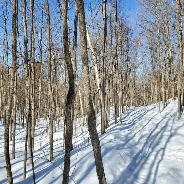 Forested trail in late winter. Near Mine Loop to Point Spur