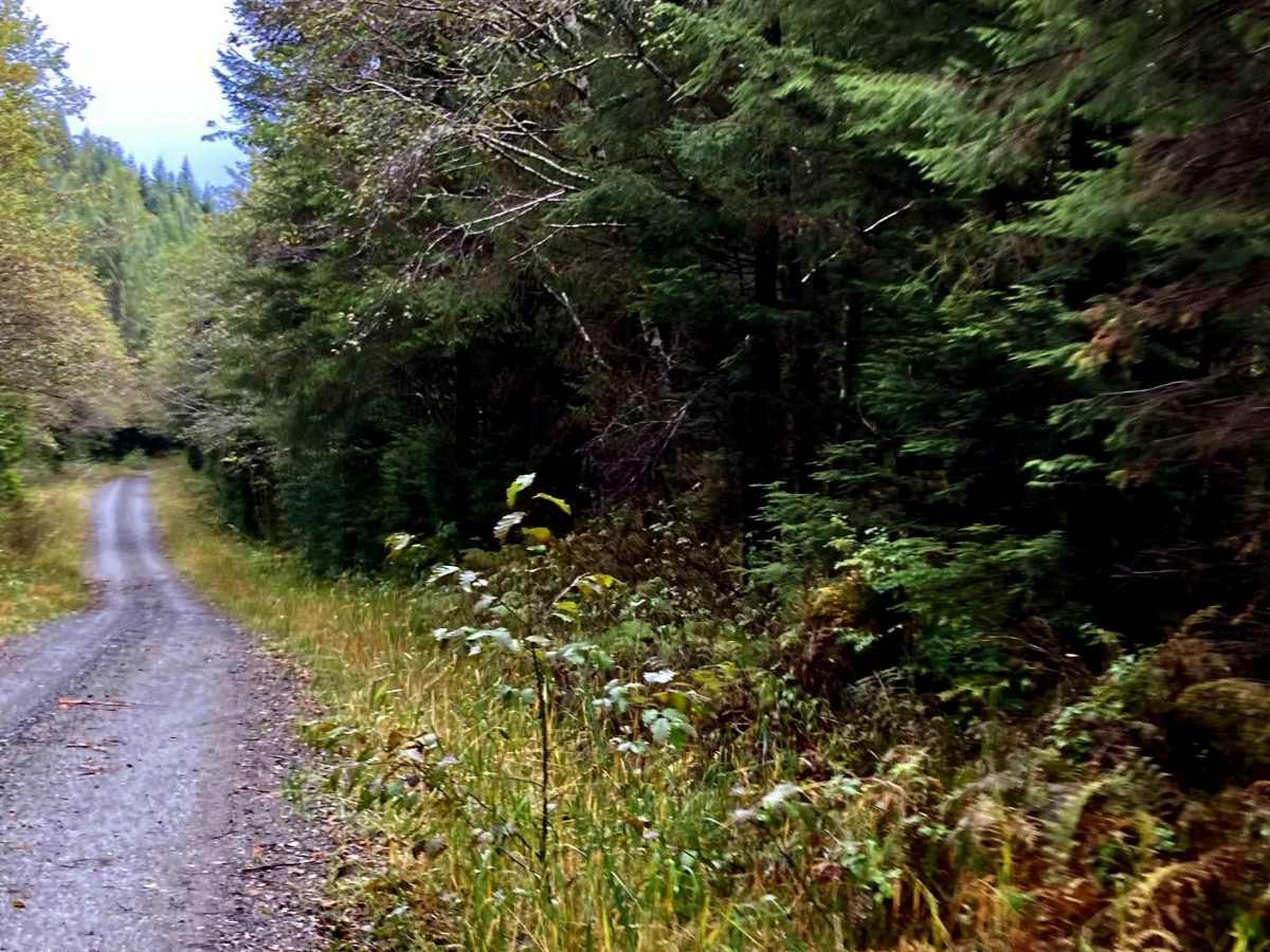Coffman Cove Loop Road - FS 3030000 trail photo