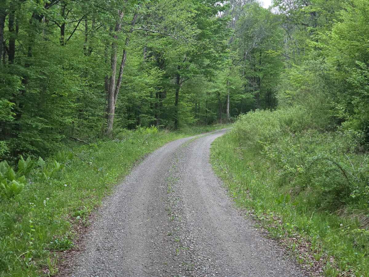 Steve Russell Hill Road photo 5