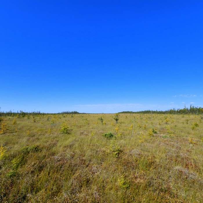 The Big Bog from the end of the boardwalk. Near The Big Bog