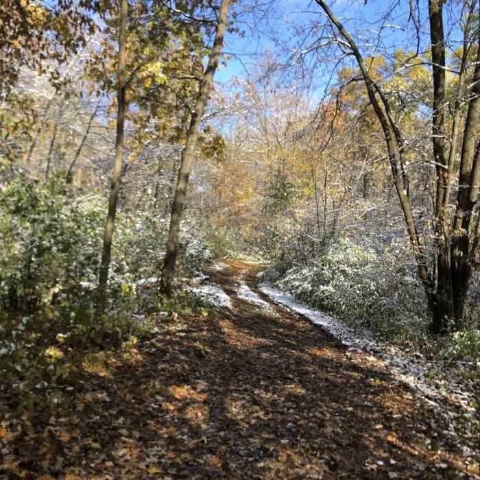 Wooded hill climb Near Chester Woods Loop