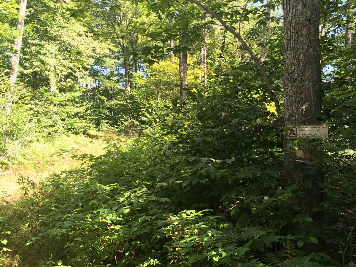 Fern Trail photo 3