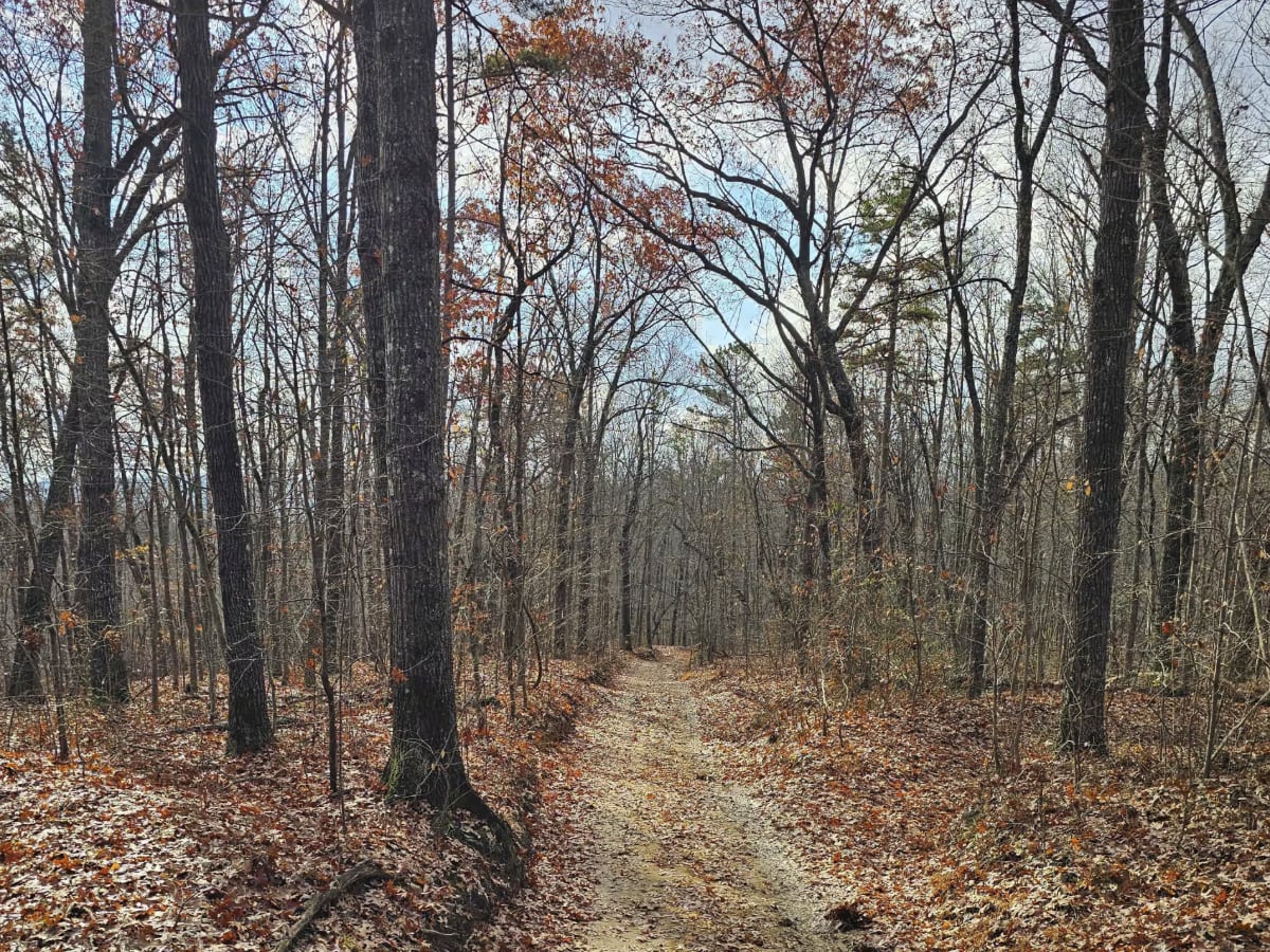 Sulfer Branch Road photo 4