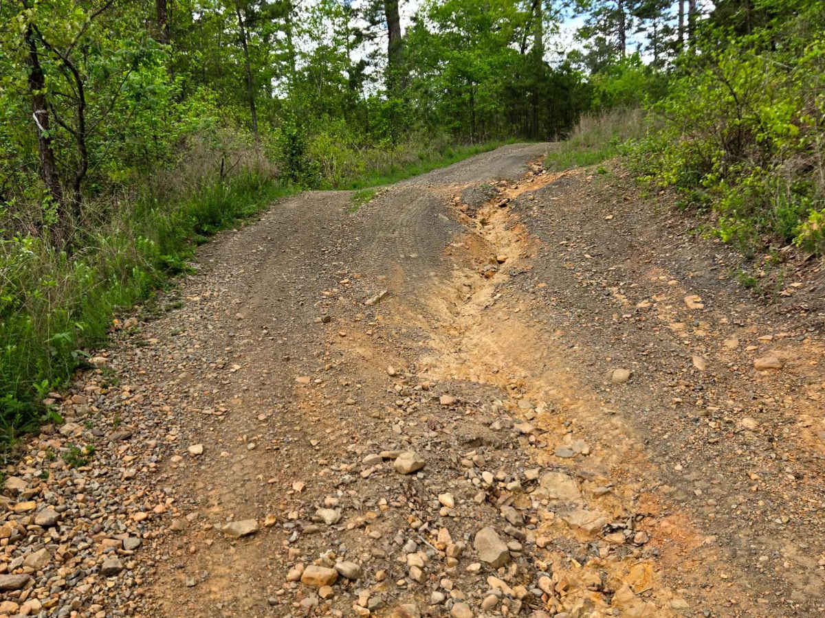 Brushy Pine photo 5