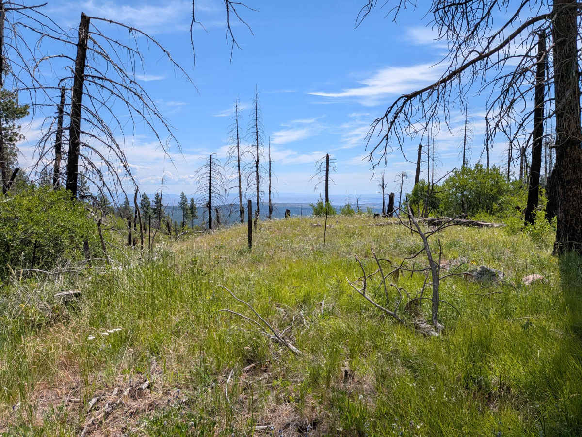 Leecher Lookout - FS 4150-100 trail photo