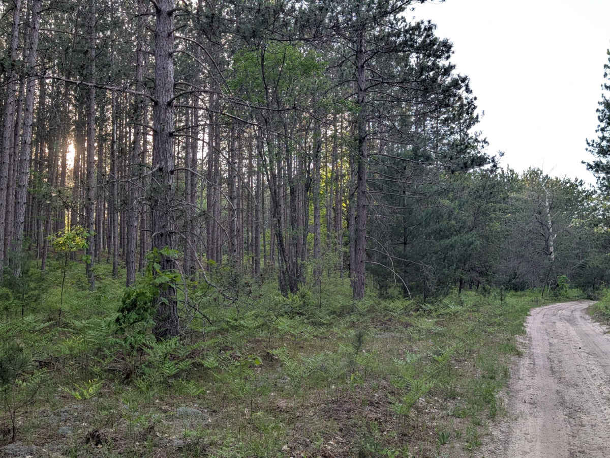 Little Canyon Creek Road photo 6