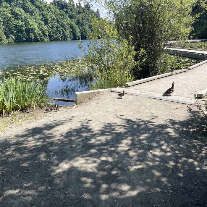 Near Lake Fenwick Trail