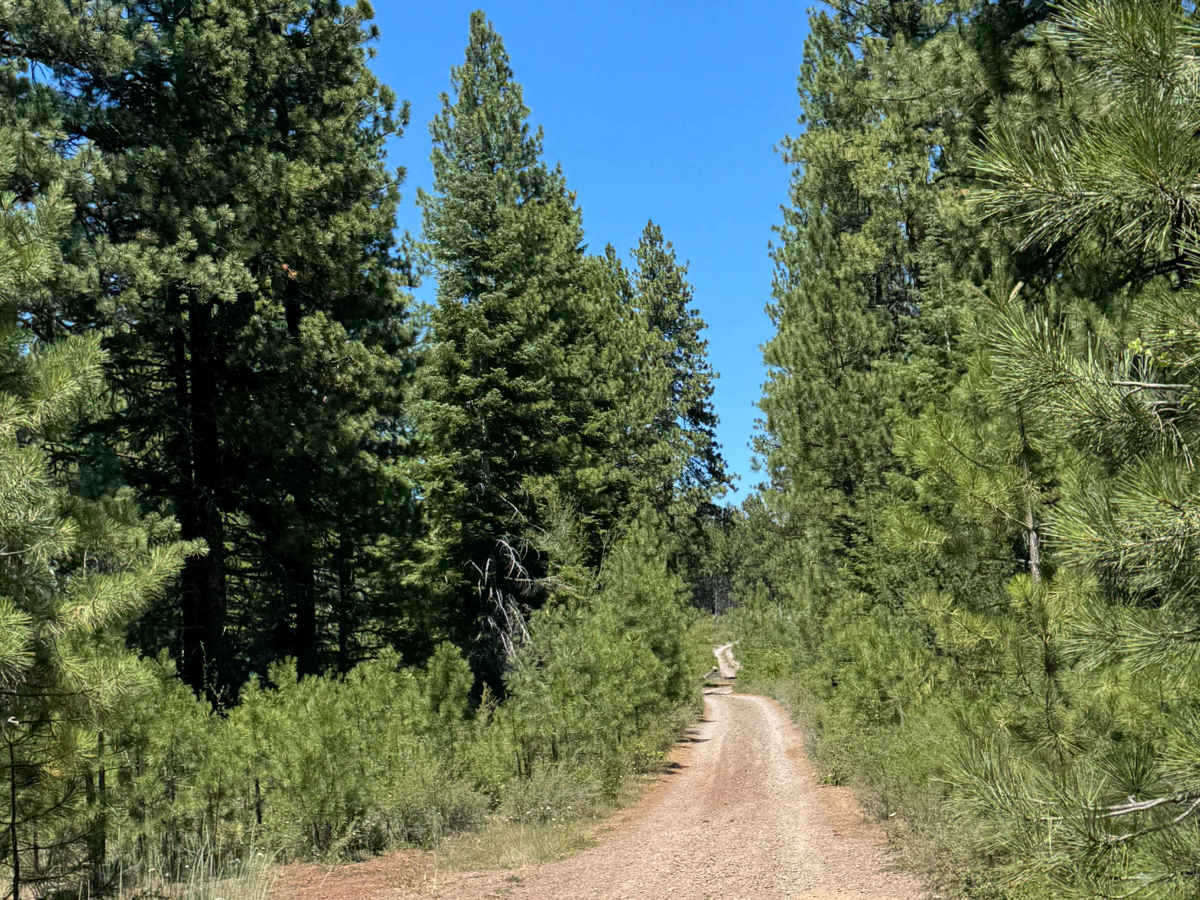 Alder Spring - FS 1149 photo 2