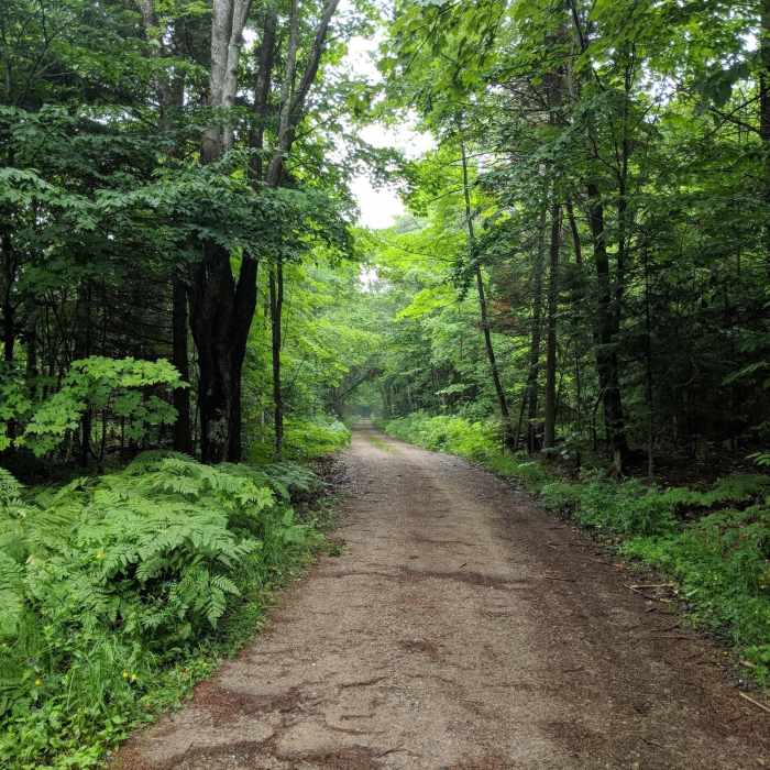 West Rim Road Near Grand Island Loop