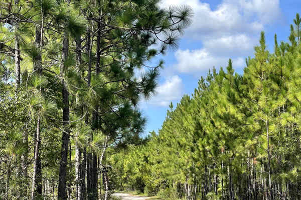Goose Pond Road