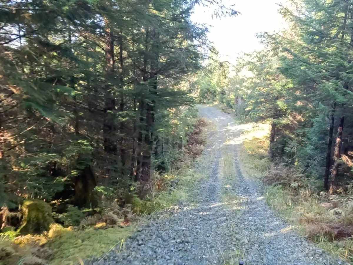 Thorne River North Flats Road - FS 3015050 photo 6